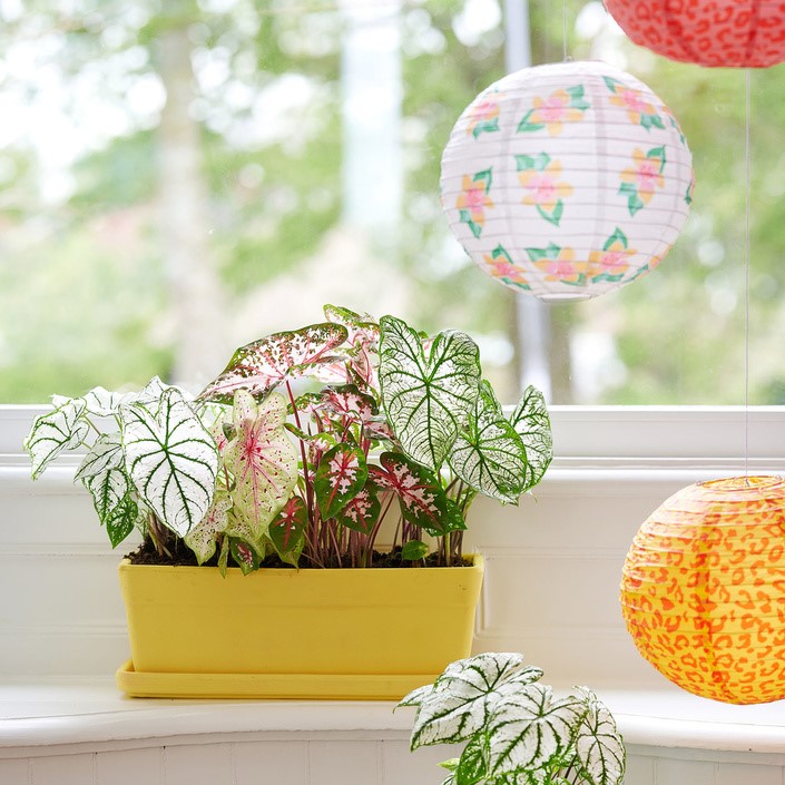 caladium