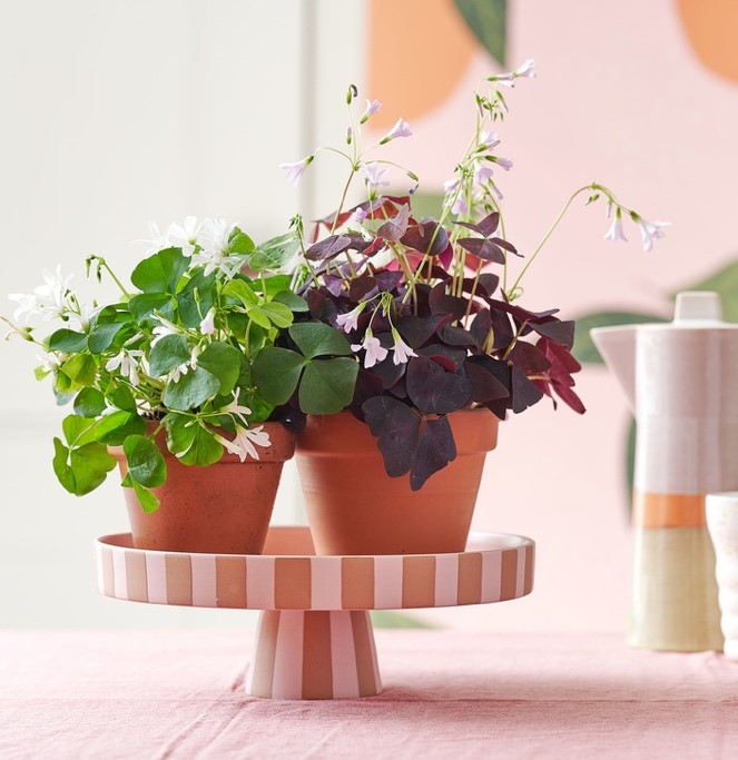OXALIS